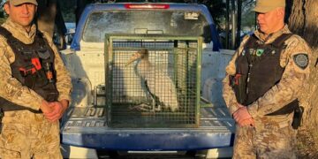 Rescataron una cigüeña herida quedó al cuidado de especialistas