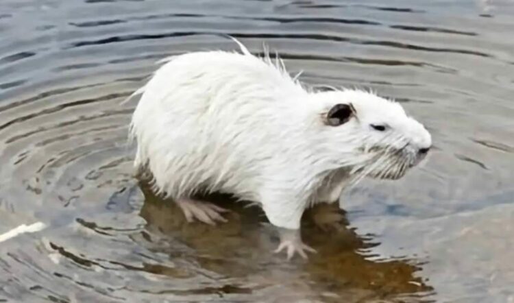 Registraron un coipo leucístico y aseguran que nunca habían visto uno igual El ejemplar fue observado en un arroyo de Traslasierra, a unos 1.700 metros de altura, y sorprendió por su particular coloración.