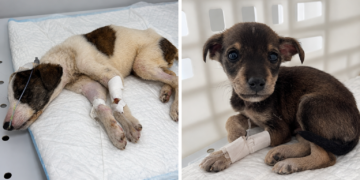 Patitas del Sur frena sus rescates por una deuda de más de $4 millones y pide colaboración Patitas del Sur.