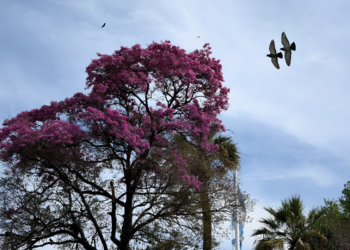 Pronóstico en Córdoba: sábado posibles tormentas y lluvias, domingo inestable y mejora el lunes