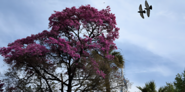 Pronóstico en Córdoba: sábado posibles tormentas y lluvias, domingo inestable y mejora el lunes