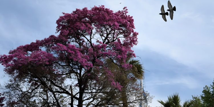 Ciudad de Córdoba - Plaza San Martín - Foto Fátima Vanessa Giménez/Hoy Día Córdoba.