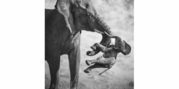 El duelo de un elefante, la foto ganadora del Wildlife Photographer of the Year 2026 The Aftermath (Las secuelas). Autor: El fotógrafo italiano Federico Veronesi.