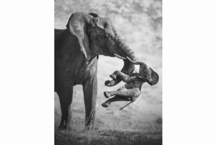 El duelo de un elefante, la foto ganadora del Wildlife Photographer of the Year 2026 The Aftermath (Las secuelas). Autor: El fotógrafo italiano Federico Veronesi.