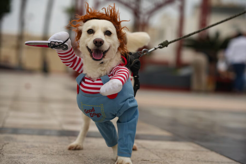 Halloween seguro: advierten sobre los riesgos de darles dulces y chocolates a los perros Halloween seguro: advierten sobre los riesgos de darles dulces y chocolates a los perros