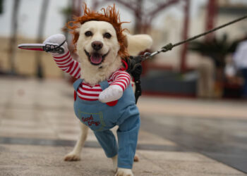 Halloween seguro: advierten sobre los riesgos de darles dulces y chocolates a los perros