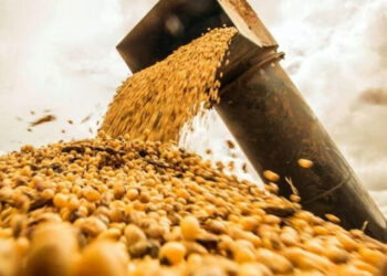 La soja cae a mínimos de dos meses por las expectativas de mayores exportaciones de Brasil a China