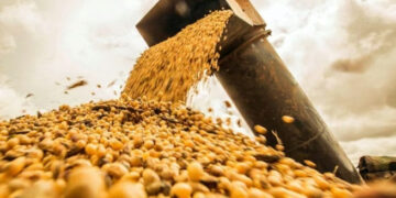La soja cae a mínimos de dos meses por las expectativas de mayores exportaciones de Brasil a China