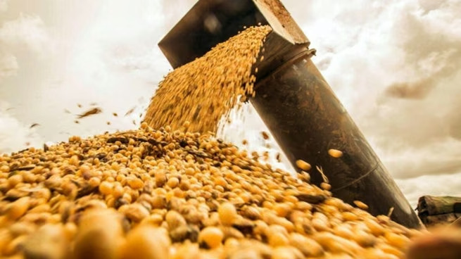 La soja cae a mínimos de dos meses por las expectativas de mayores exportaciones de Brasil a China Brasil gana terreno en el mercado chino de soja.