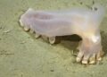 Descubren 57 nuevas especies en los cañones submarinos de Argentina