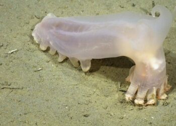 Descubren 57 nuevas especies en los cañones submarinos de Argentina
