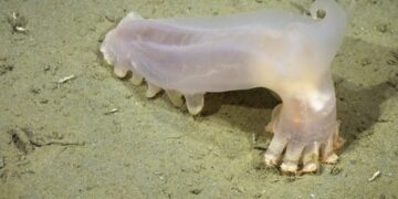 Descubren 57 nuevas especies en los cañones submarinos de Argentina