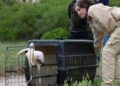 Liberaron diez ejemplares de fauna silvestre en Mar Chiquita Los ejemplares volvieron a su hábitat, luego de recibir el alta sanitaria y comportamental en el Centro de Rescate del Parque de la Biodiversidad.