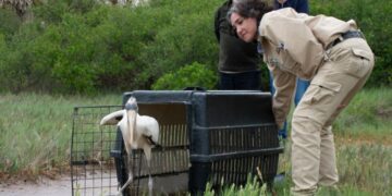 Los ejemplares volvieron a su hábitat, luego de recibir el alta sanitaria y comportamental en el Centro de Rescate del Parque de la Biodiversidad.