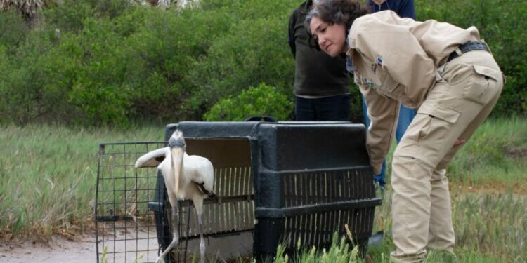 Los ejemplares volvieron a su hábitat, luego de recibir el alta sanitaria y comportamental en el Centro de Rescate del Parque de la Biodiversidad.