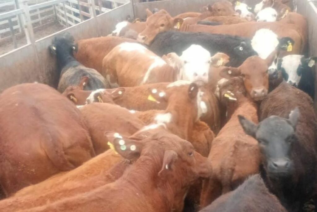 Recuperaron ganado valuado en 165 millones de pesos