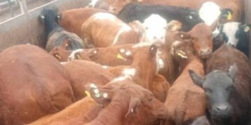 Recuperaron ganado valuado en 165 millones de pesos