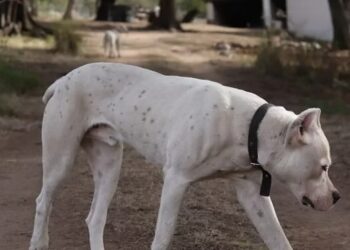 Dogo
