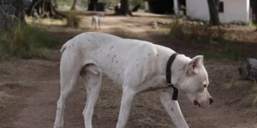 Dogo