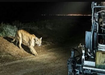 Un automóvil chocó contra un puma en la ruta 19