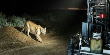 Un automóvil chocó contra un puma en la ruta 19