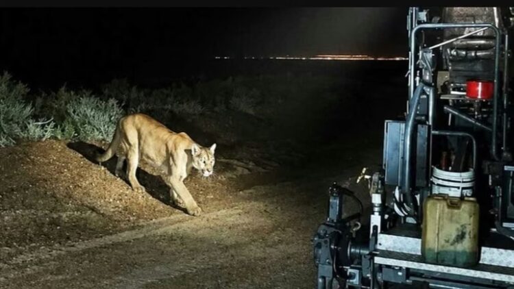 Un automóvil chocó contra un puma en la ruta 19 El choque ocurrió durante la noche del miércoles en jurisdicción de Tránsito.