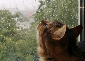 Jueves inestable y con lluvias
