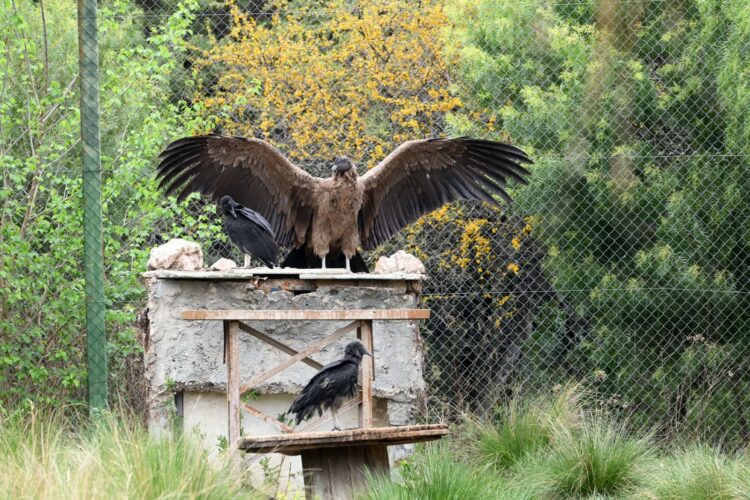 El cóndor juvenil será liberado tras completar su rehabilitación y llevará un rastreador satelital para monitorear sus movimientos en las Sierras Grandes.