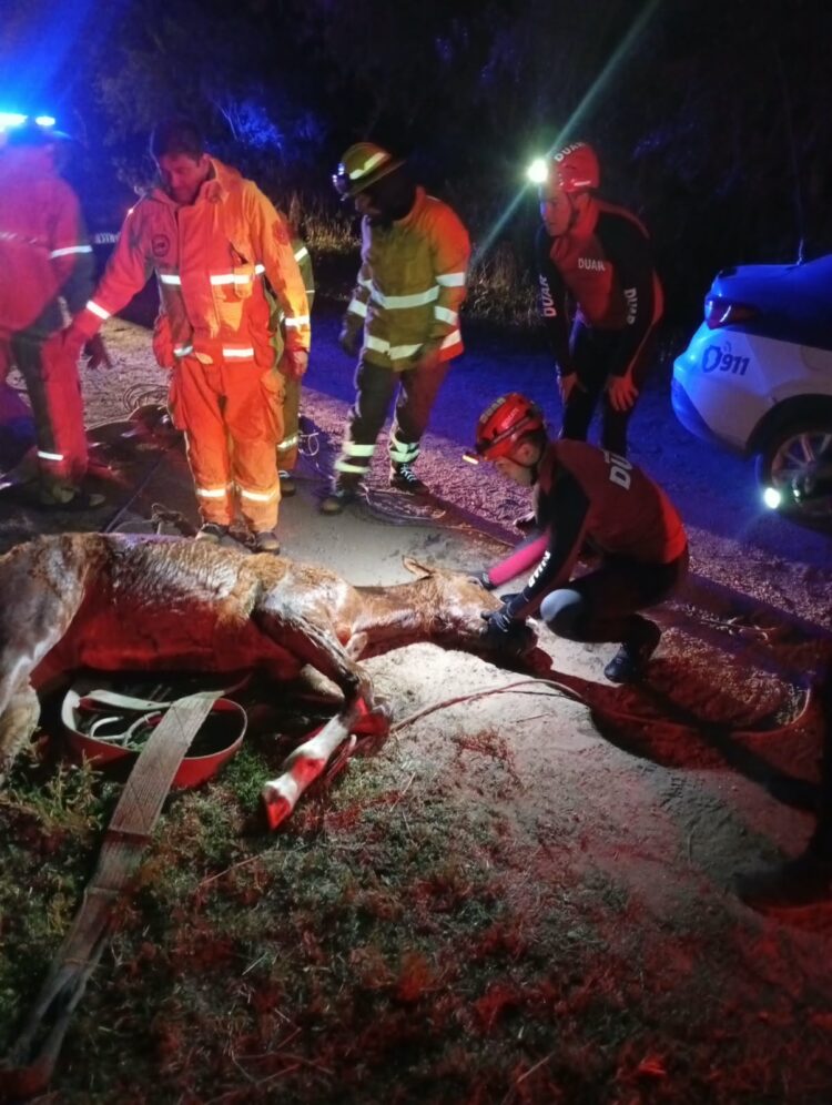 Personal del DUAR y Bomberos Voluntarios lograron extraer al potrillo ileso del canal de riego tras una compleja maniobra nocturna.