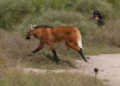 El animal regresó a su hábitat natural y se encuentra resguardado en un área protegida.