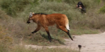 El animal regresó a su hábitat natural y se encuentra resguardado en un área protegida.