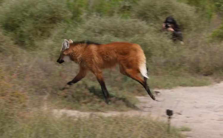 Regresó a la naturaleza el aguará guazú rescatado en Villa Santa Rosa El animal regresó a su hábitat natural y se encuentra resguardado en un área protegida.
