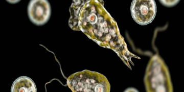 La ameba Naegleria fowleri.