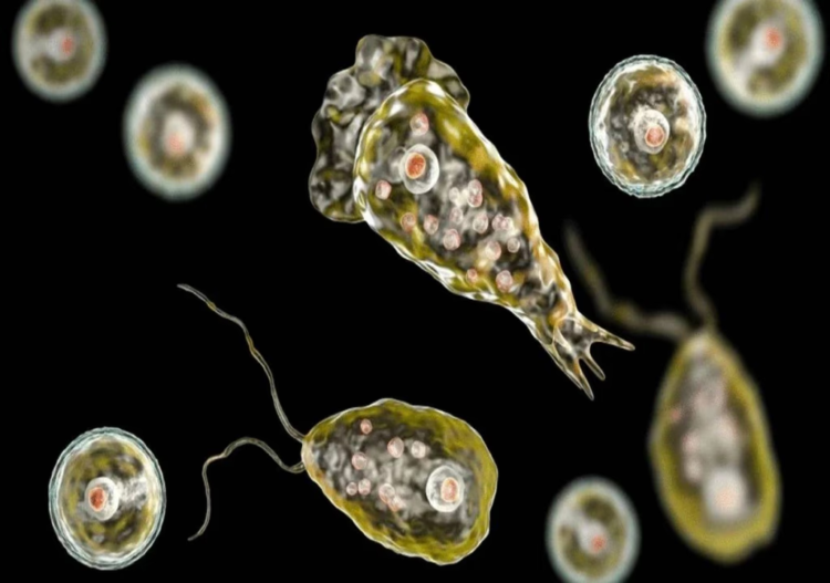 La ameba Naegleria fowleri.