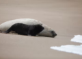 Nació un elefante marino en Mar del Plata: lo apodaron Alfredito