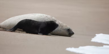 Nació un elefante marino en Mar del Plata: lo apodaron Alfredito