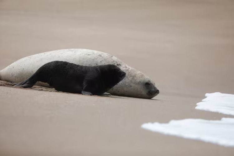 Nació un elefante marino en Mar del Plata: lo apodaron Alfredito